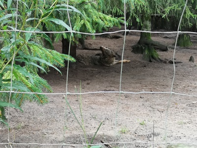 siatka leśna na ogrodzenie działki w lesie, działki rekreacyjnej